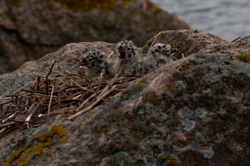 Seagull feeding baby on the rock at Baltic Sea.