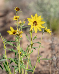 Desert Sunflower plant (Helianthus deserticola) being visited by a fly who might be pollinating it.