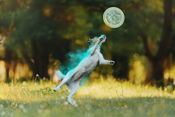 jack russell terrier dog in paints jumping and catching a disc