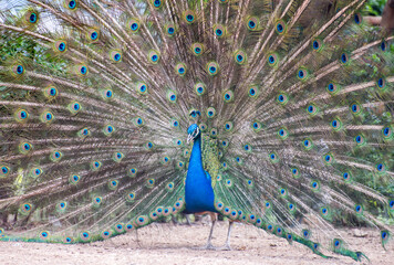 Beautiful Peacock portrait in nature.