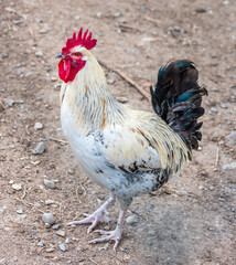 Beautiful white cock in nature.