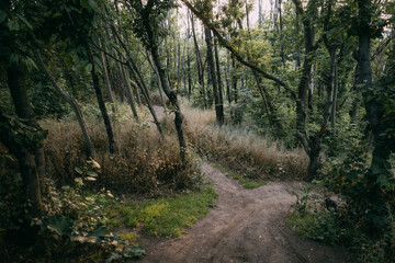 footpath leading through backlit forest
