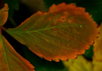 plantas de hojas verdes y de diferentes colores 