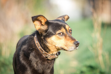 Little black and red scared dog looks