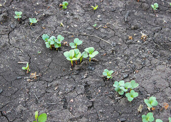 Young shoots of radish in the garden in spring. Harvest.