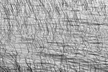 On the lake, rushes plant detail. Artistic look in black and white.