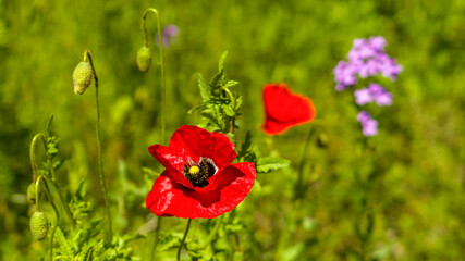 Eine einzelne Mohnblume auf einer grünen Wiese