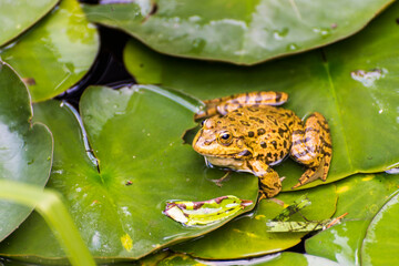 Frog on the green lotus leaf.
