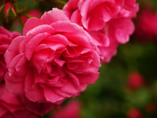 Close-up on a rose in the colors of love