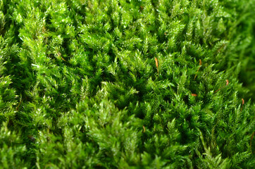 close up of green moss texture