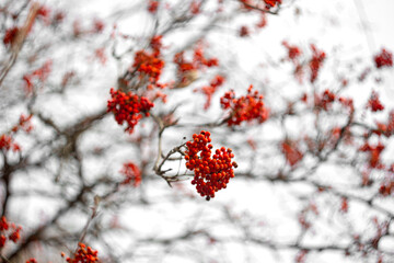 Mountain ash branches with berries without leaves in autumn in cloudy weather and blurred background