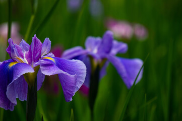花菖蒲