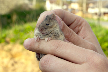 man holds a caught field mouse in his hands. little scared rodent in the hands