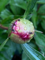 flower bud with dew and ants