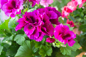 Flowers of the royal pelargonium varieties of Burge saturated dark purple color on a background of green leaves close-up in the garden.