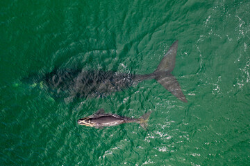 Obraz premium Overhead aerial view of a Southern Right Whale and her calf in the waters off of Cape Town, South Africa. 
