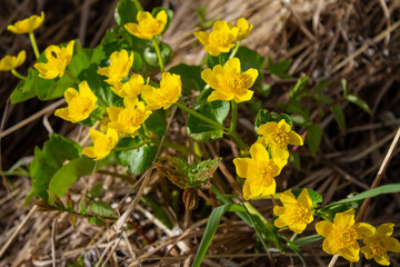 wild plant with yellow flowers