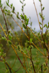 branch with young leaves in early spring