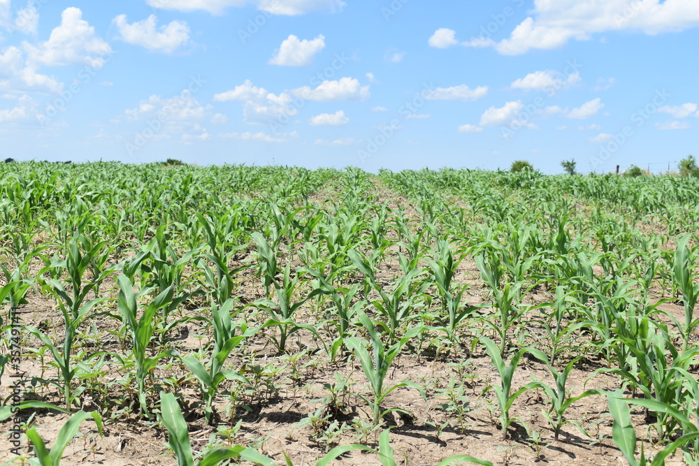 Wall mural corn field