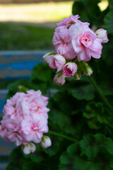 Zonal pelargonium of Princess Grace variety with delicate light pink flowers and green leaves on an old blue garden bench on a summer day.