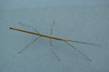Nymph of stick insect, Lonchodiodes sp ilocus PSG 392