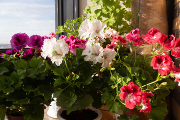 Blooming royal pelargoniums with white, red, pink flowers are on the balcony by the window in the sun. Beautiful garden in your home.