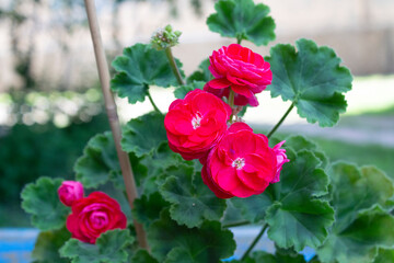 Beautiful terry large and bright red flowers and dark green leaves belong to the plant of zonal pelargonium of the Rosita variety.