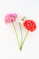 delicate  flower Pelargonium, garden geranium or zonal geranium Flowers on a white background