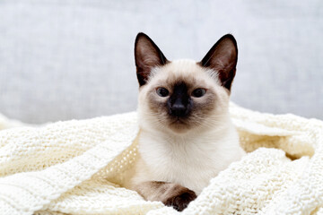 A bright Thai cat lies on the sofa under a knitted plaid