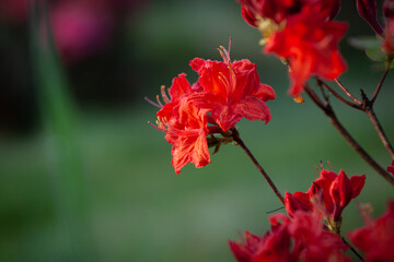 Bright red rhododendron tree in bloom