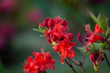 Bright red rhododendron tree in bloom. Flowers and buds close up
