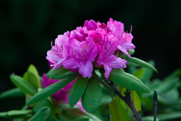 Vivid rose azalea blooms in the garden.  Bright pink flowers close up