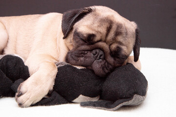 Pug dog sleeping with a toy cat on bed