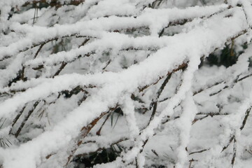 Branches covered with a layer of snow. Beautiful pattern. The Netherlands, Europe.
