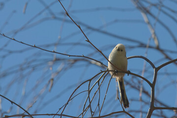 Ciekawski raniuszek © Tomek Kiecana