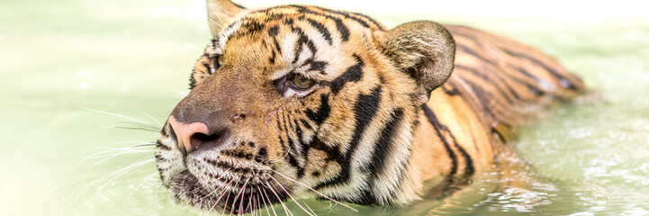 Bengal tiger, an incredible animal of nature. Asia.
