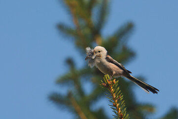 Budowniczy © Tomek Kiecana