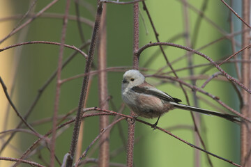 Zaplątany raniuszek © Tomek Kiecana