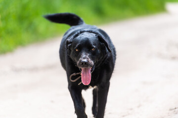 Portrait of a beautiful, positive running black dog