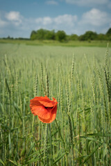 poppy in a wheat field