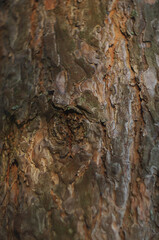 Texture of tree bark. High resolution