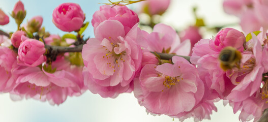 Fototapeta na wymiar Sakura blossom branch. Pink flowers on branch of sakura tree
