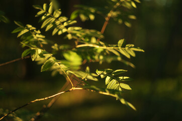 The young leaves of the Rowan tree at sunset.