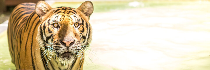 Bengal tiger, an incredible animal of nature. Asia.