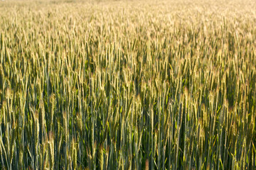 Green ripening wheat field in the summer.