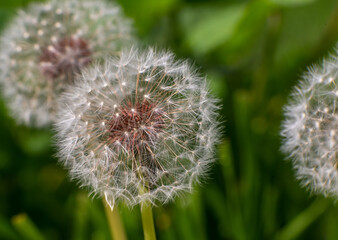 Obraz premium dandelion seed head