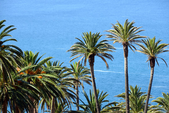 palm tree with ocean in the background
