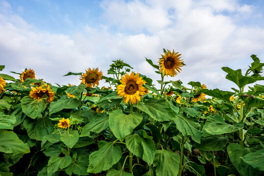 Sunflowers on early morning in a field on a background of blue sky. Selective focus. 