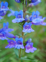 Fototapeta na wymiar Closeup of cluster of bright blue penstemon flowers