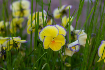 Pansy with a small insect